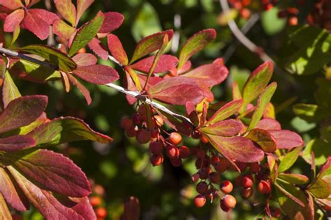 korean barberry tree